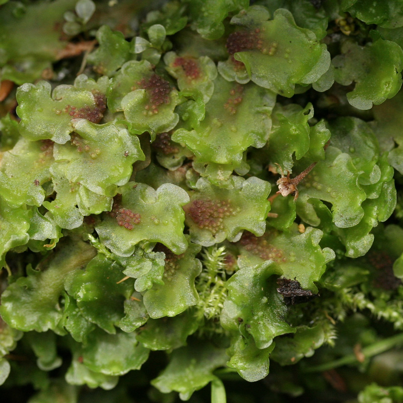 Pellia neesiana